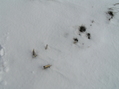 #4: Corn stalks and snow:  Ground cover at the confluence.