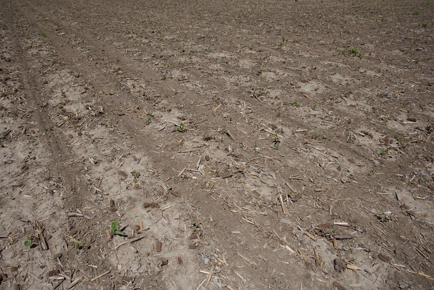 The confluence point lies in this (currently bare) corn field