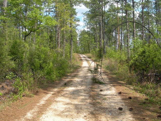 The confluence point is just to the left of where the pine points.