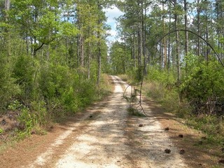 #1: The confluence point is just to the left of where the pine points.