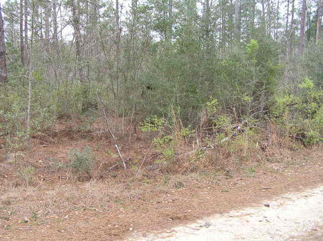 Looking northwest at the holly tree that marks the site of 31 North 89 West.