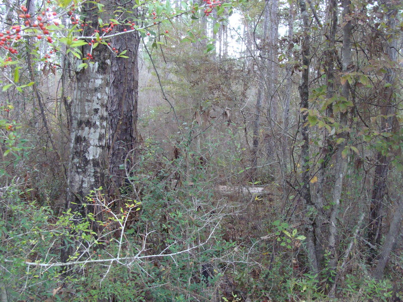 A close examination of this photo reveals berries on the famous Kerski-Duke holly tree.