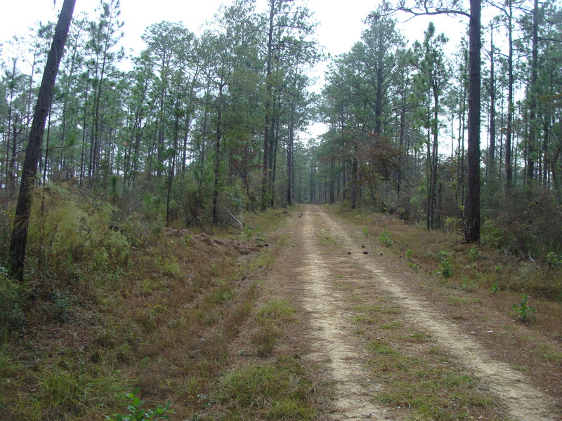 View down 388B looking west.