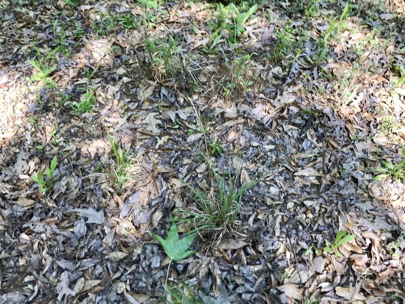 Ground cover near the confluence point. 