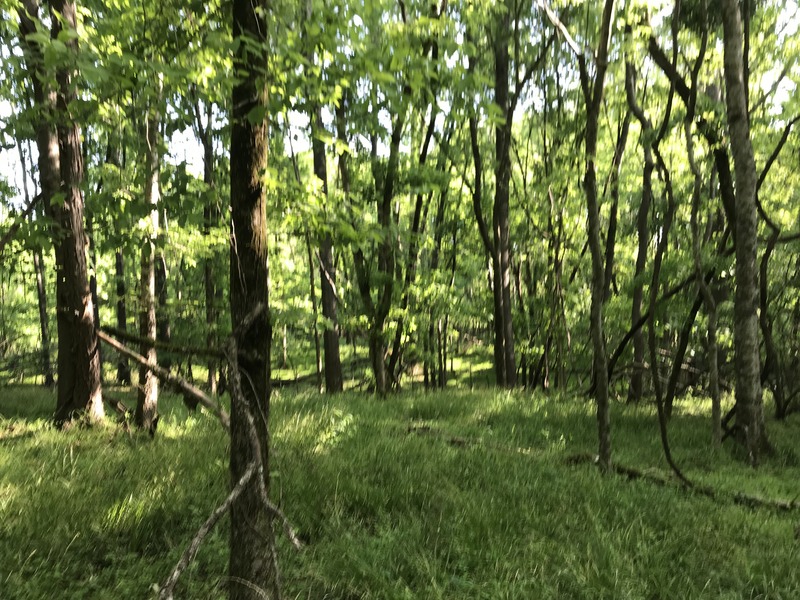 View to the north from the confluence.