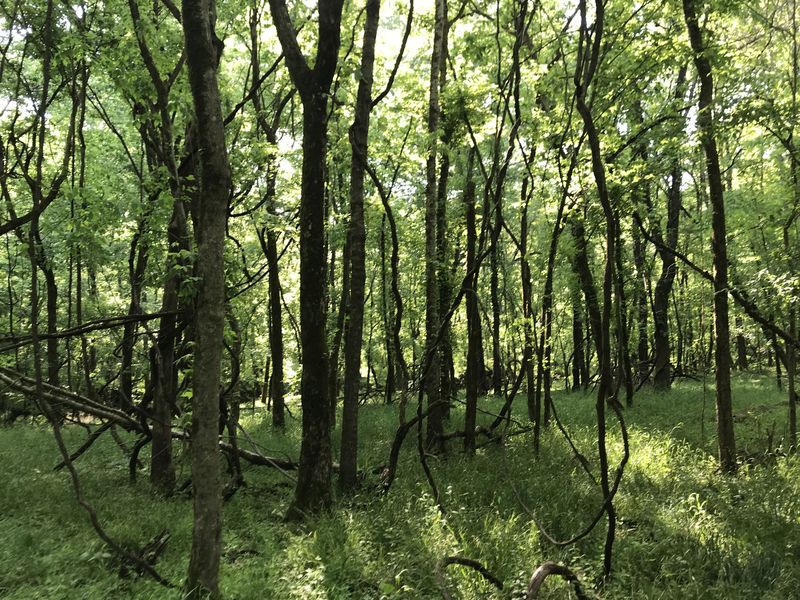 View to the east from the confluence.