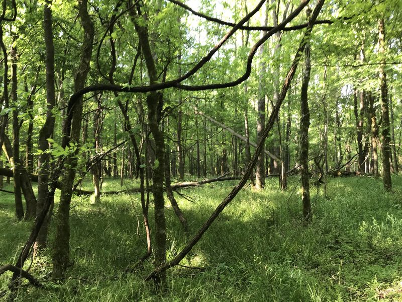 View to the south from the confluence.