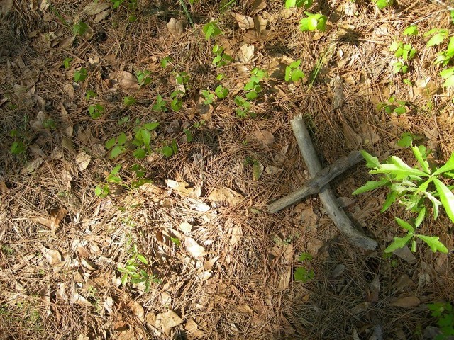 Ground cover.