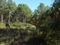 #7: Vegetation is reclaiming the nearby field.