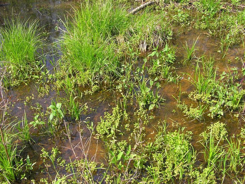 The confluence point is in the middle of a swamp!