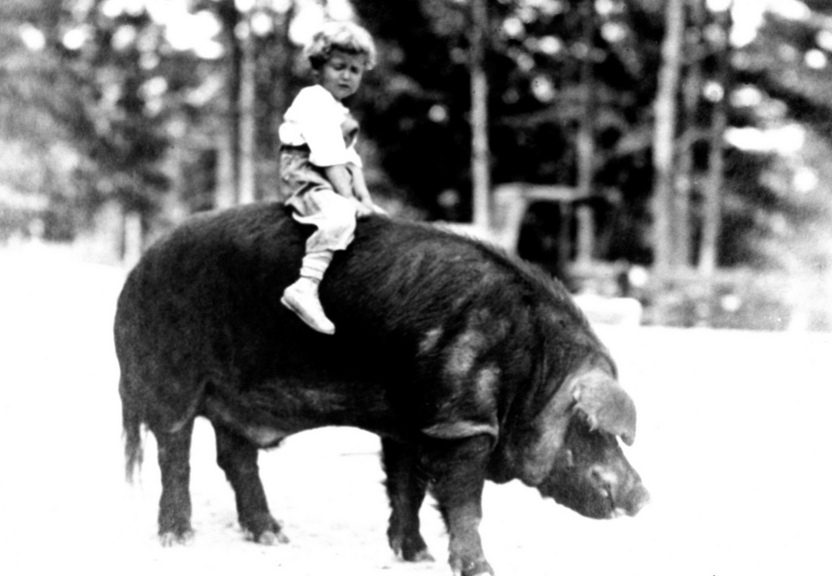 Transportation goes hog wild in Charleston MS!