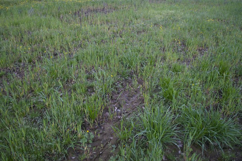 The confluence point lies in this grassy field