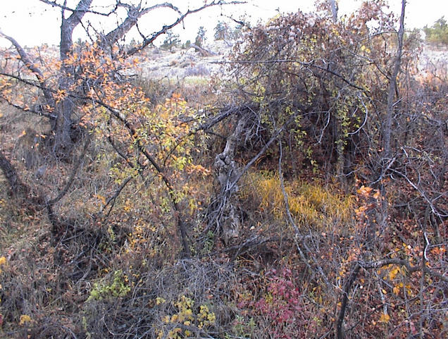 South view from the confluence