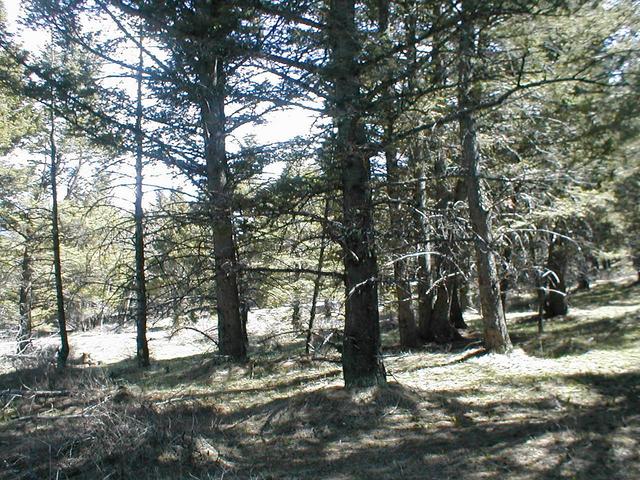 Looking East, trees