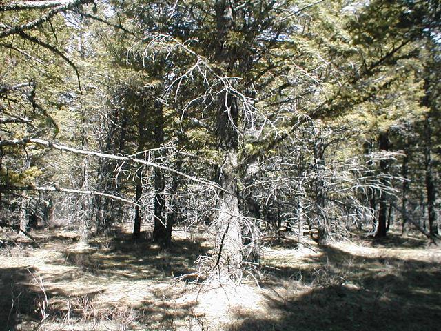 Looking South, more trees