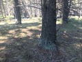 #5: The confluence point lies on top of a hilltop, within a pine forest