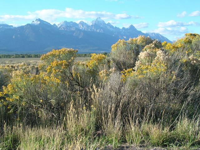 Grand Tetons and rabbit thrush