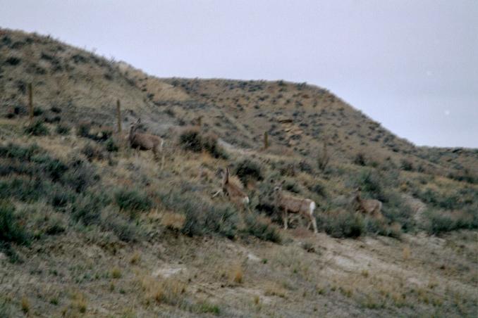 deer off Hwy 332