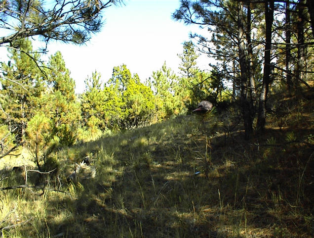 East view from the confluence