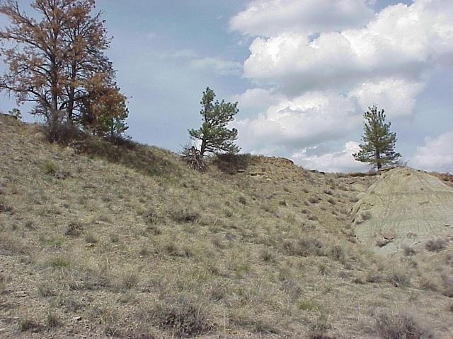 Site of the confluence of 46 North and 108 West, looking north.