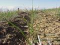 #4: Ground cover at the confluence site--planted grass for cattle grazing.