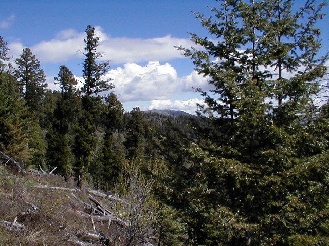 Looking north from the confluence