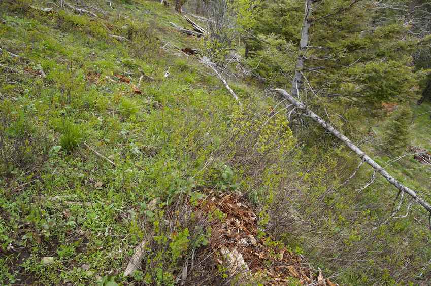 The confluence point lies in a clearing on a steep, east-facing hillside