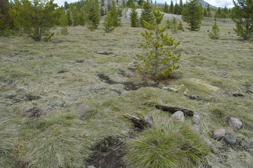 The confluence point lies at the edge of an alpine meadow