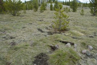 #1: The confluence point lies at the edge of an alpine meadow