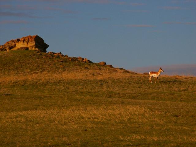 Antelope near the confluence