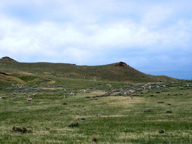 Sheep on the Milam Ranch