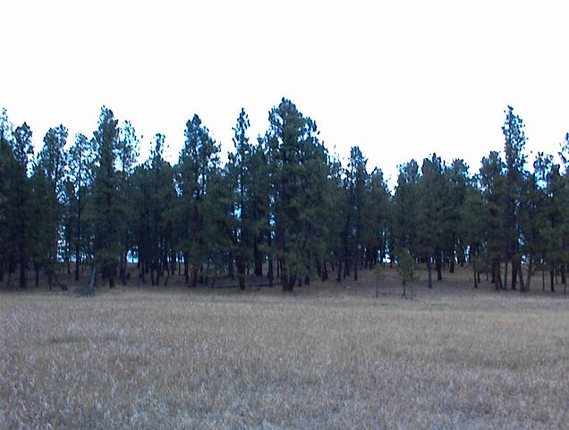 North view from the confluence