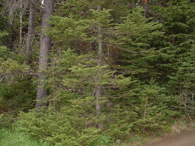 View to the North showing density of forest off two-track road