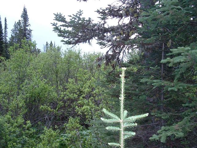 View to South showing mixed vegetation