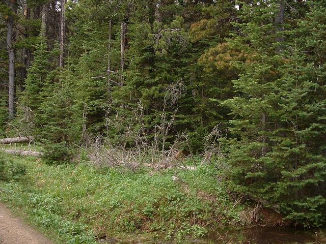 View to West showing windfall trees and dense forest.