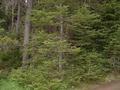 #3: View to the North showing density of forest off two-track road