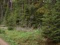 #2: View to West showing windfall trees and dense forest.