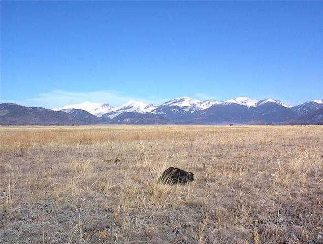 Northeast view from confluence, with Bob Marshall Wilderness