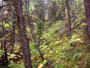 #1: View to the east along the steep mountainside.