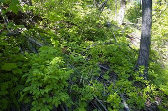 #1: The confluence point lies up a steep bank, next to a double-track road