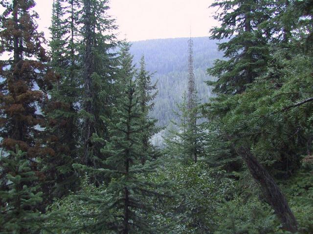 View to the east from the confluence