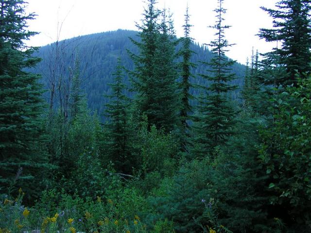 View from forest road 388 at point nearest to the confluence