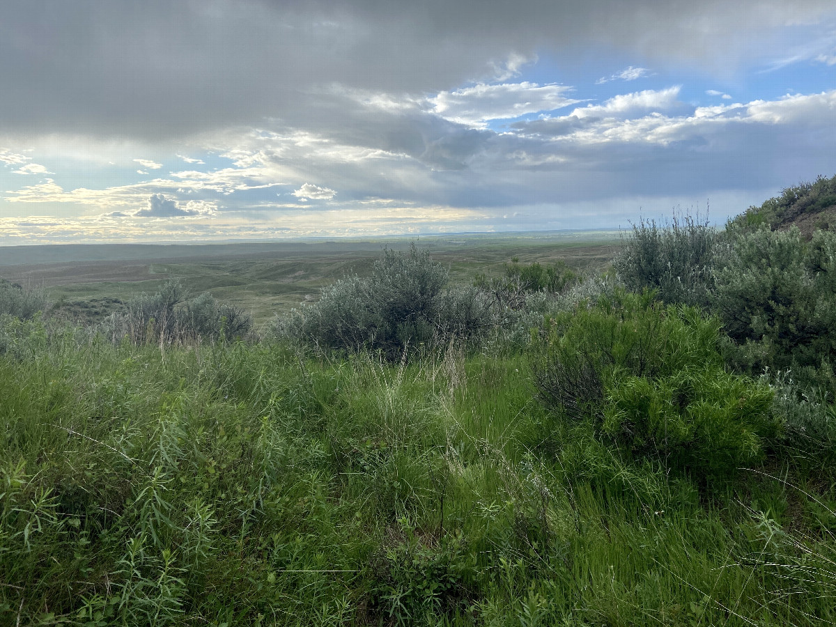 A view to the north from the confluence point.