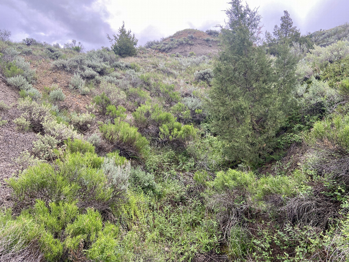 An uphill view to the south from the confluence point. 