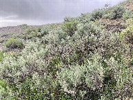 #3: A sage filled view to the east from the confluence point. 