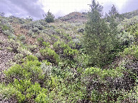 #4: An uphill view to the south from the confluence point. 