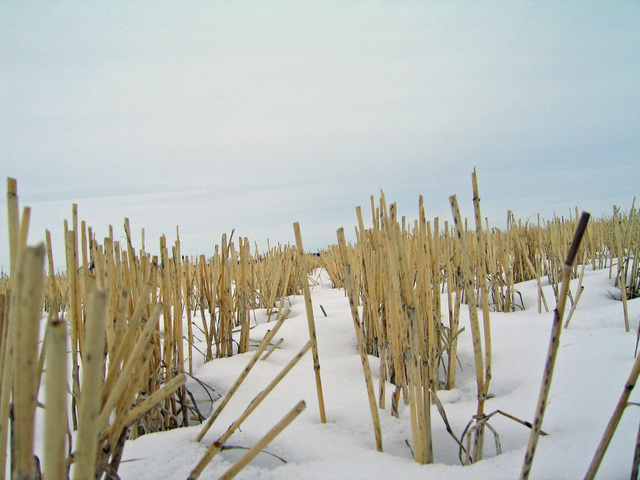 Low aspect shot of field from confluence zeropoint