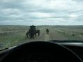 #5: Dodging cows along the way...