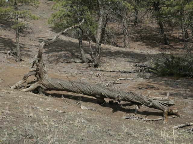 A small portion of the piney hill I drove down and back up