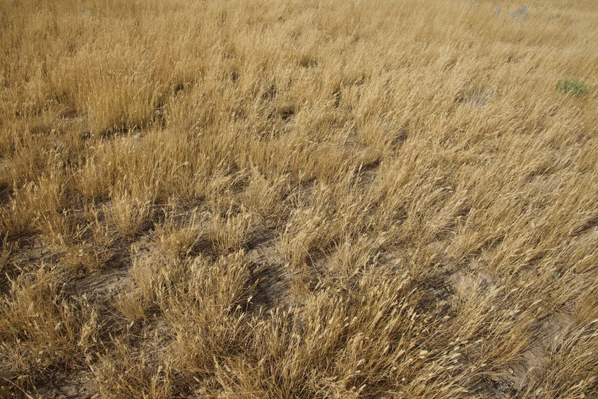 The confluence point lies on a grassy ridgetop, within a large cattle farm